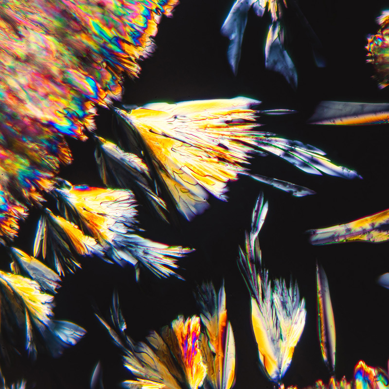 Mit zwei Polfiltern ist die Mikroskopie mit polarisiertem Licht machbar